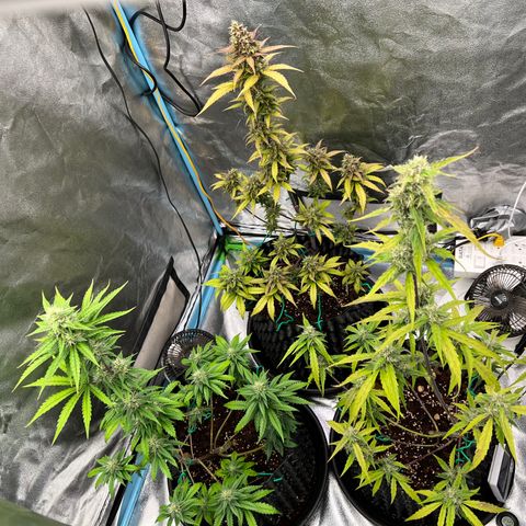 Pluto Cut Autoflower growlog timeline photo