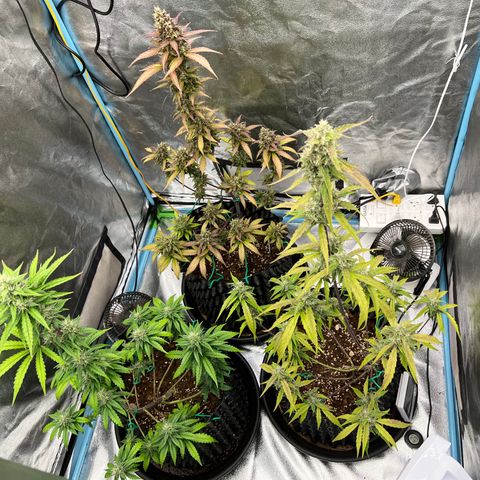 Pluto Cut Autoflower growlog timeline photo
