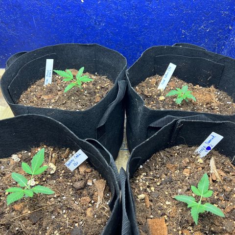 Booberry Cookies RBX growlog photo: Topping