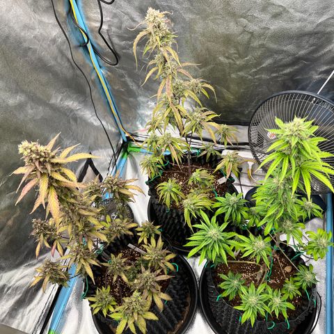 Pluto Cut Autoflower growlog timeline photo