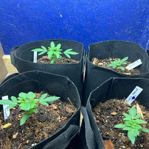 Booberry Cookies RBX growlog timeline photo