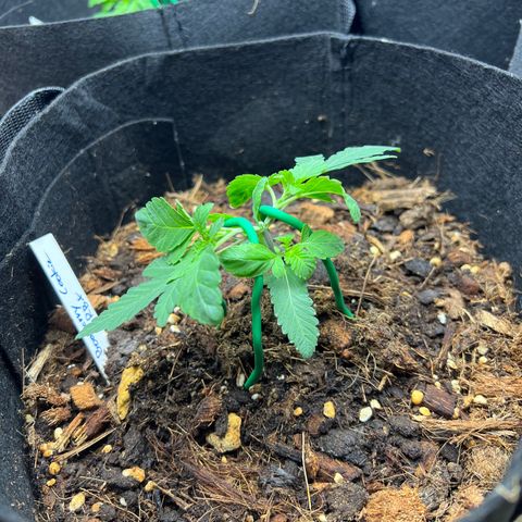 Booberry Cookies RBX growlog timeline photo