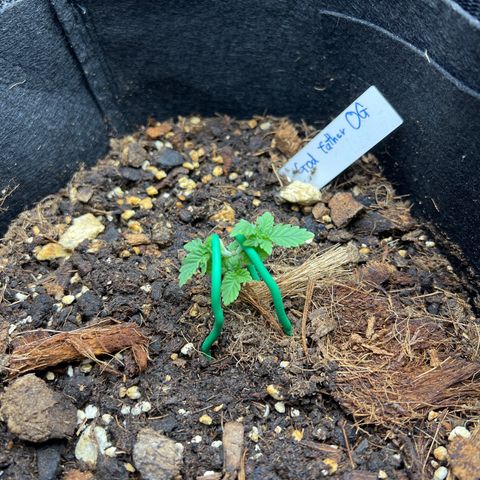 Godfather growlog timeline photo