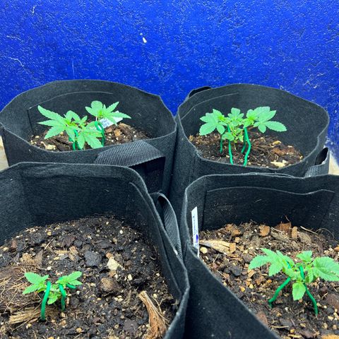 Booberry Cookies RBX growlog timeline photo