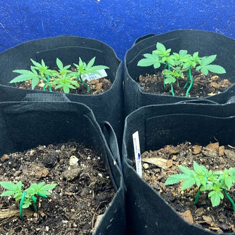 Booberry Cookies RBX growlog timeline photo