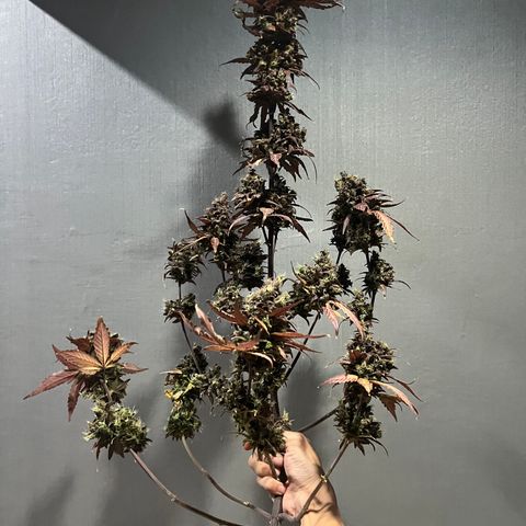 Blackberry growlog timeline photo