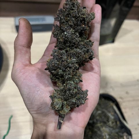 Blackberry growlog photo: Blackfoxberry