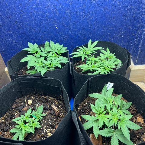 Booberry Cookies RBX growlog timeline photo