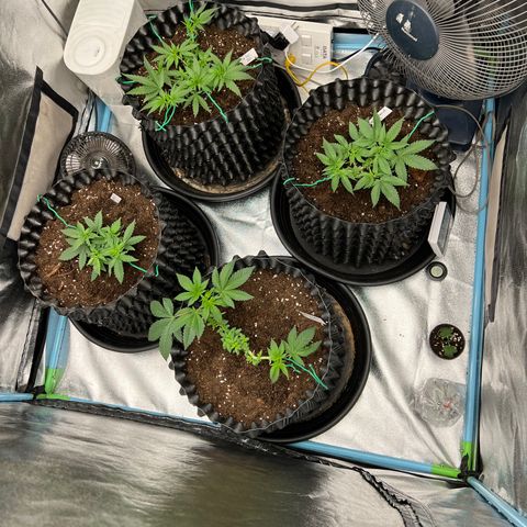 Booberry Cookies RBX growlog timeline photo