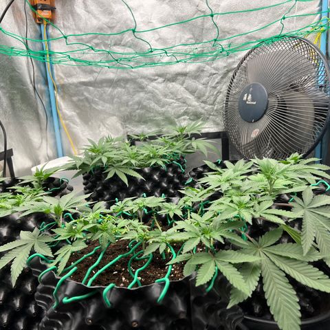 Booberry Cookies RBX growlog photo: Scrog