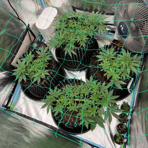 Booberry Cookies RBX growlog photo: Scrog