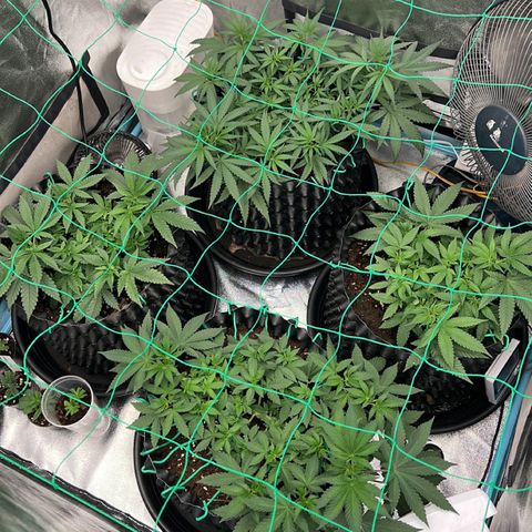 Booberry Cookies RBX growlog timeline photo
