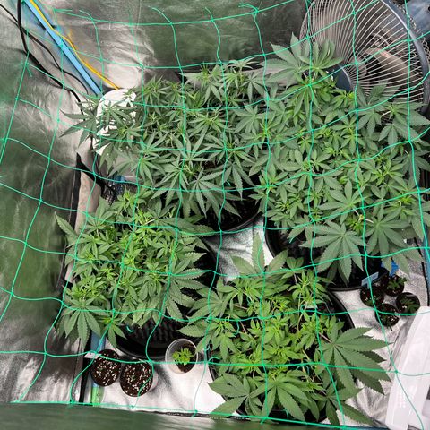 Booberry Cookies RBX growlog timeline photo