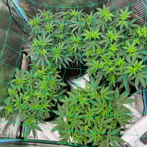 Booberry Cookies RBX growlog timeline photo