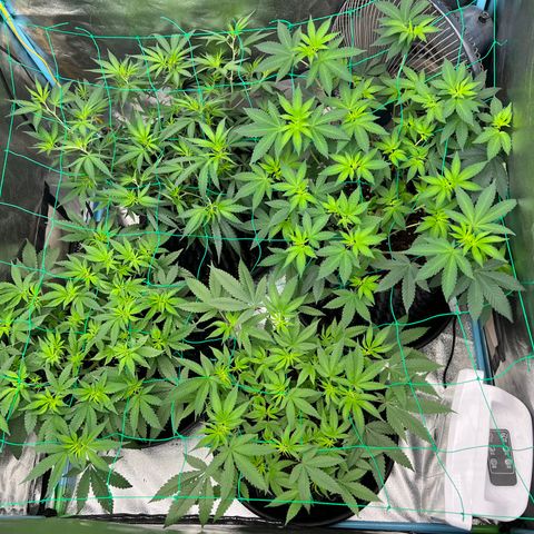 Booberry Cookies RBX growlog timeline photo