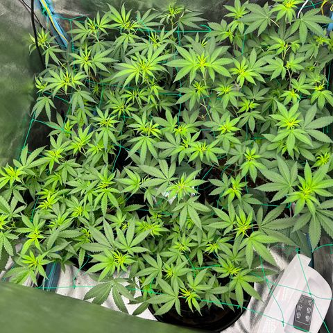 Booberry Cookies RBX growlog timeline photo