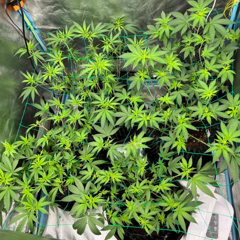 Booberry Cookies RBX growlog timeline photo