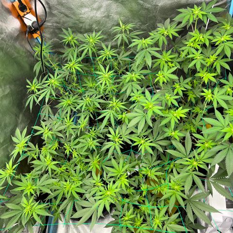 Booberry Cookies RBX growlog timeline photo