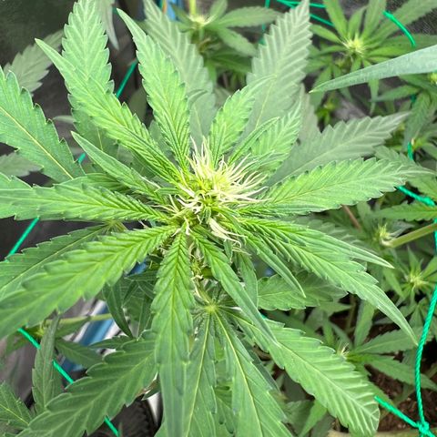 Godfather growlog timeline photo
