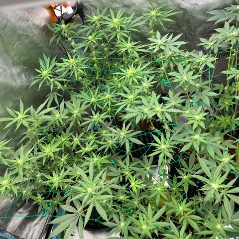 Godfather growlog timeline photo