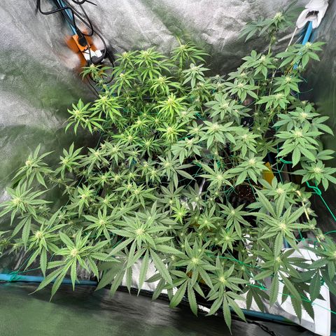 Booberry Cookies RBX growlog timeline photo