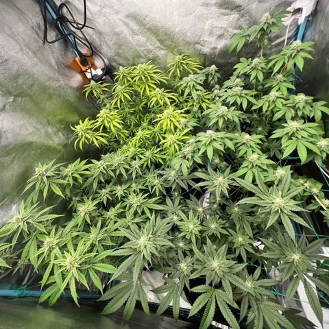 Booberry Cookies RBX growlog timeline photo