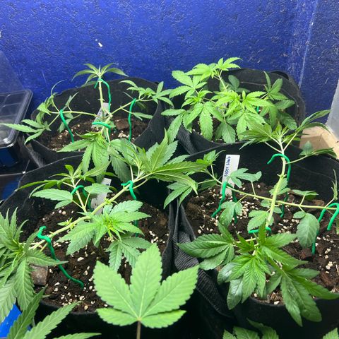 Huckleberry Punch growlog timeline photo