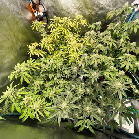 Booberry Cookies RBX growlog timeline photo