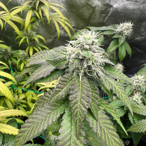 Booberry Cookies RBX growlog timeline photo