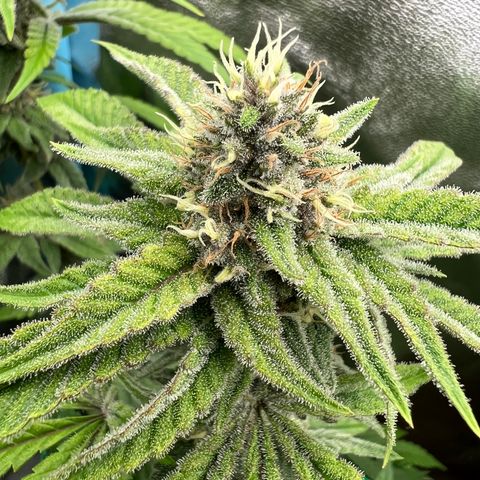 Godfather growlog timeline photo