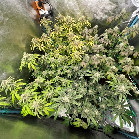 Booberry Cookies RBX growlog timeline photo