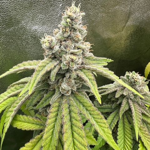 Godfather growlog timeline photo