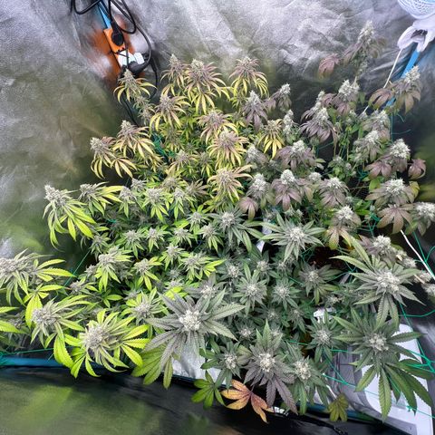 Booberry Cookies RBX growlog timeline photo