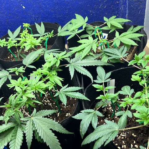 Huckleberry Punch growlog timeline photo