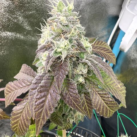 Booberry Cookies RBX growlog timeline photo