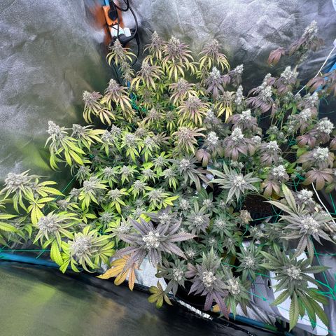 Booberry Cookies RBX growlog timeline photo