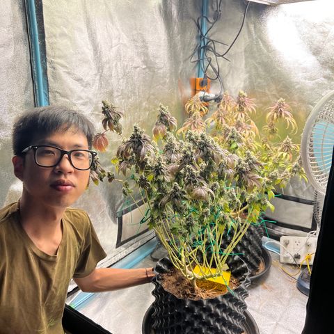 Booberry Cookies RBX growlog timeline photo