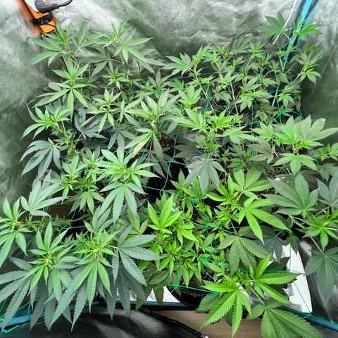 Huckleberry Punch growlog timeline photo