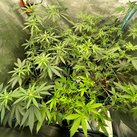 Huckleberry Punch growlog timeline photo