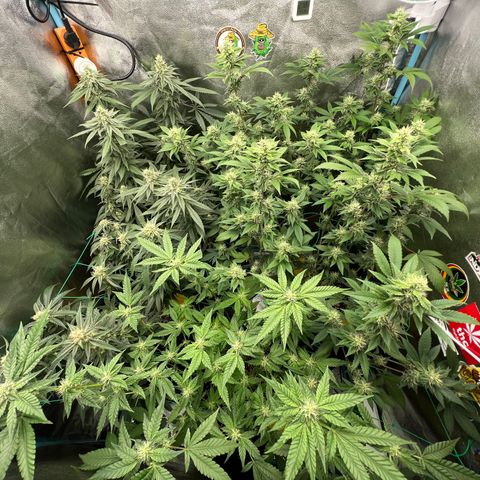 Huckleberry Punch growlog timeline photo