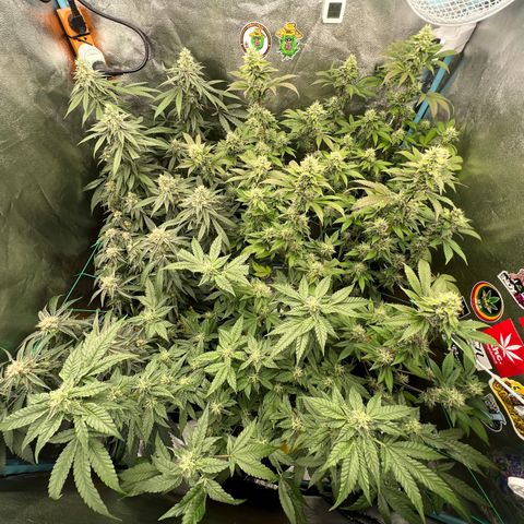 Huckleberry Punch growlog timeline photo