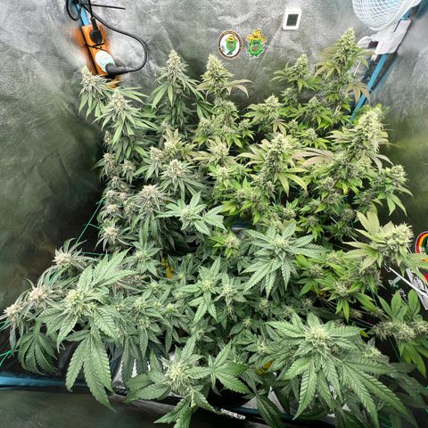 Huckleberry Punch growlog timeline photo