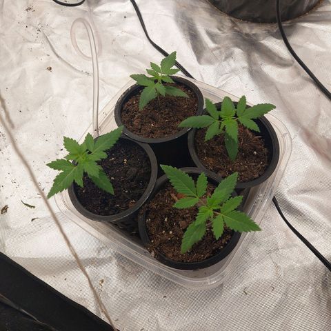 Purple Girls growlog photo: No signs of stress