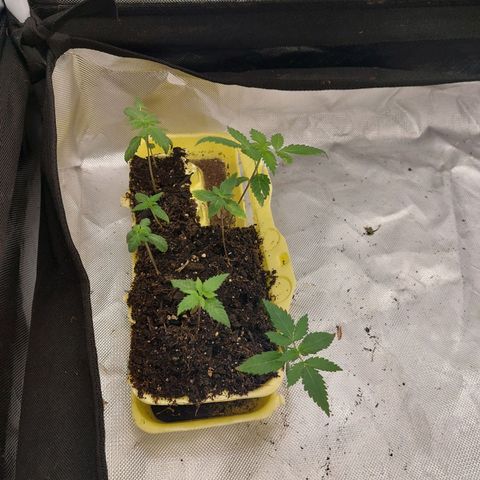 Purple Girls growlog timeline photo