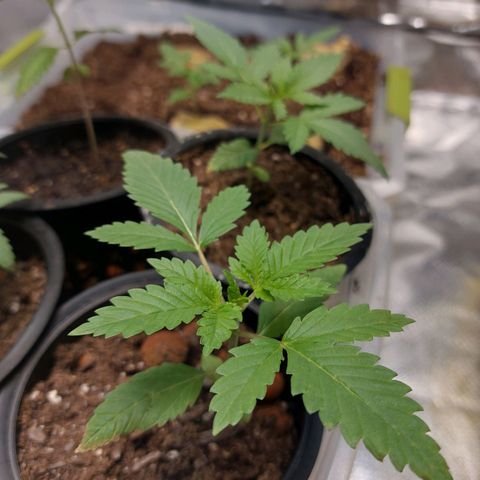 Purple Girls growlog photo: Small burnts on tips may be due to access nutrition in the soil