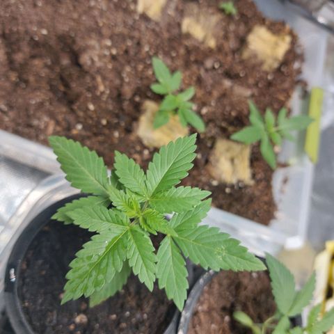 Purple Girls growlog timeline photo
