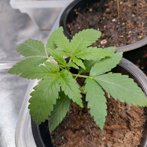 Purple Girls growlog timeline photo