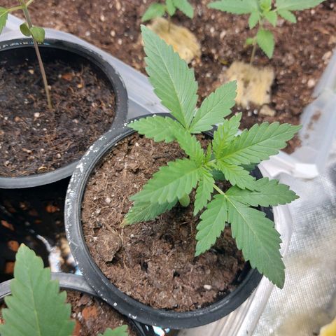 Purple Girls growlog timeline photo