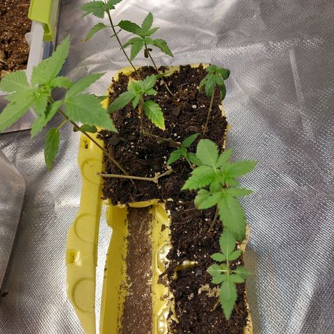 Purple Girls growlog timeline photo
