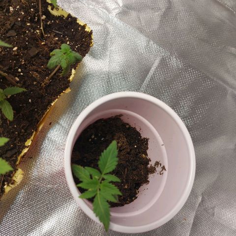 Purple Girls growlog timeline photo